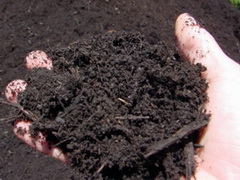 как самостоятельно определить кислотность почвы