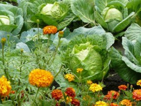 сочетание овощей и цветов