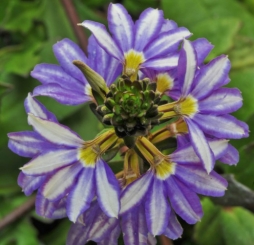 Сцевола - цветок веером