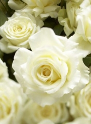Сверхароматная белая роза