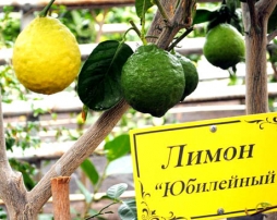 Лимонарий в Челябинской области