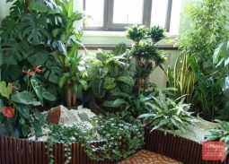 Гостиница для комнатных растений