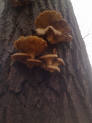 Февральские грибы