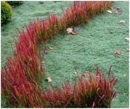Декоративные травы для газона