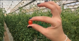 Крошечный томат