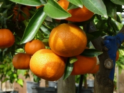 Почему бессемянные сорта мандаринов ценятся выше цитрусовых с семенами