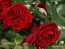 Вариегатные розы Эли Сеймун