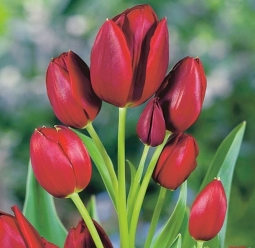 Букетные тюльпаны