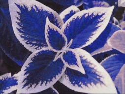 Растения с синими листьями