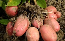 Сорта картофеля, устойчивые к колорадскому жуку − миф или реальность?