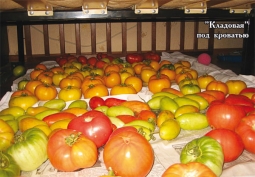 "Диванные" томаты