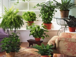Немного интересной информации о комнатных растениях.