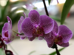 Орхидеи...моя слабость! Фото одной из моих красавиц.