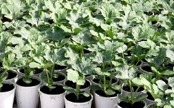 Способы выращивания цветной капусты