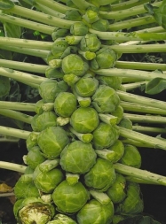Как вырастить брюссельскую капусту