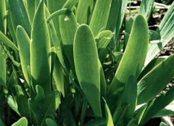 Лук-слизун - зелень весной