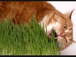 Выращивание травы для домашней кошки