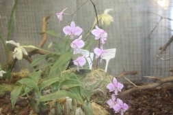 Мелкие орхидеи "Поэзии цветов"