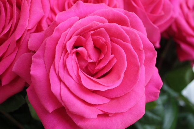 Розы из Эквадора