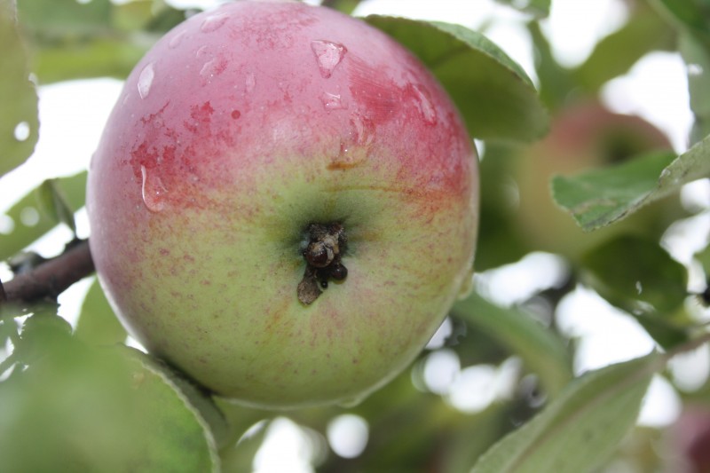 Как утилизировать гнилые яблоки с признаками монилиоза и других заболеваний на даче
