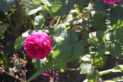 Выращивание роз в саду