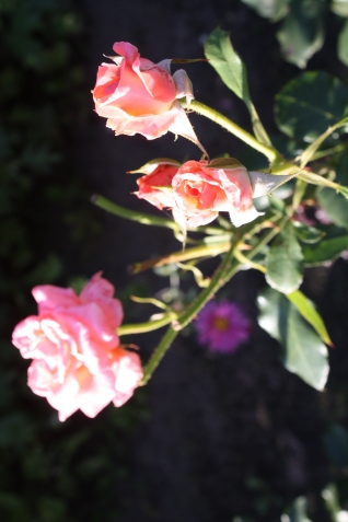 Выращивание роз в саду