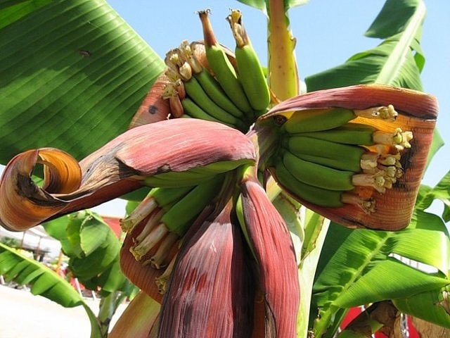 Цветёт банан