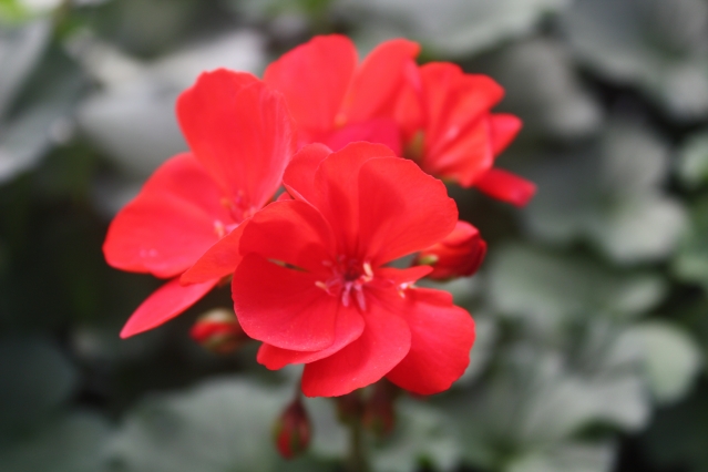 ​Обрезка пеларгонии: основные правила для пышного цветения