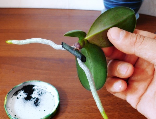 Выращиваем детку на орхидее
