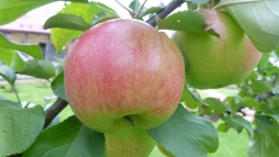 Диагноз по урожаю яблок