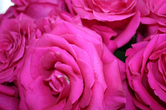 Радужные розы