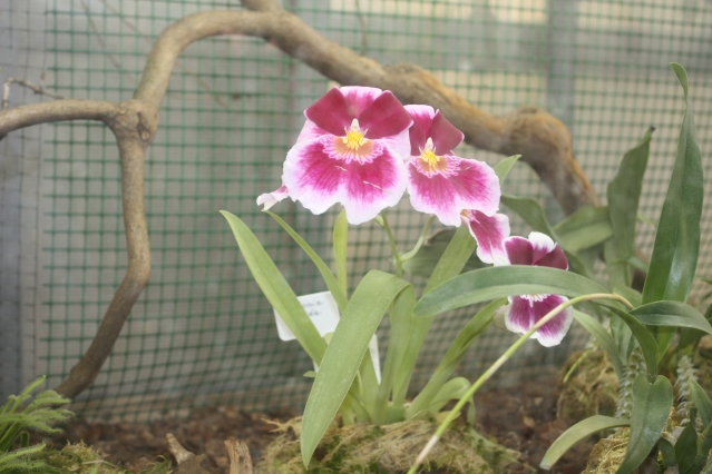 Воздушные корни орхидей