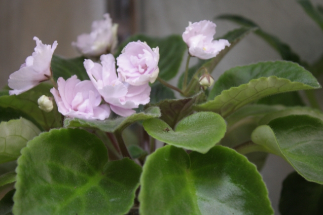 10 растений, которые принесут в Ваш дом любовь, семейную гармонию и счастье.