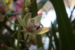 Рассадка орхидей