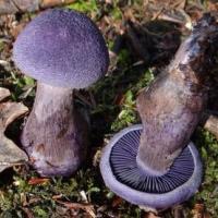 Фиолетовый гриб, съедобный да ещё и в Красной книге!