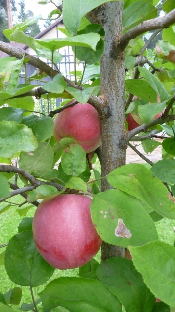 Новые сорта яблонь