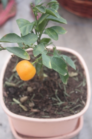 Растим мандарин из семян дома!