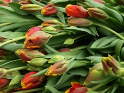 Как пересадить тюльпаны