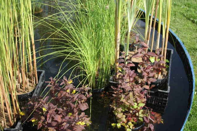 Водные и прибрежные растения для пруда с фото и названиями