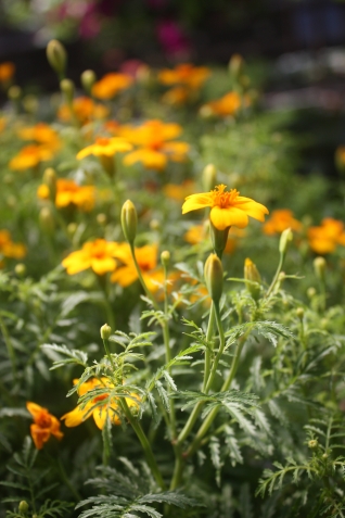 16 цветочных культур, которые нужно посеять на рассаду в апреле