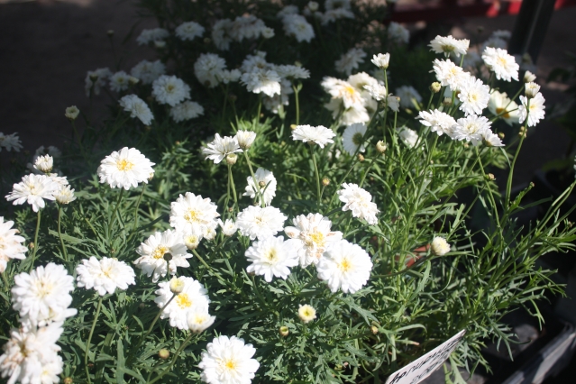 16 цветочных культур, которые нужно посеять на рассаду в апреле
