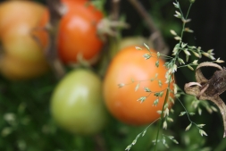 Вольные томаты. Как вырастить помидоры на улице