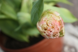 Как пересадить тюльпаны