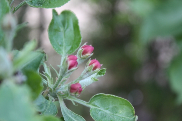 Яблонный цветоед (Anthonomus pomorum)