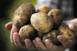 Через сколько дней после посадки можно копать картофель