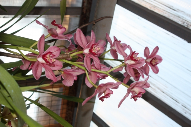 Засыхает орхидея: что делать?