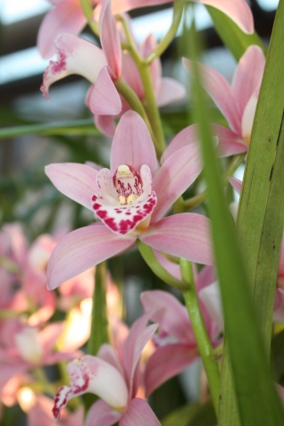 Засыхает орхидея: что делать?