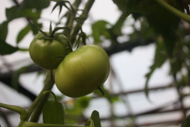 Как увеличить завязь на помидорах народными средствами?