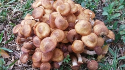 Из‑за аномально холодного лета в Подмосковье в июле начали расти осенние грибы