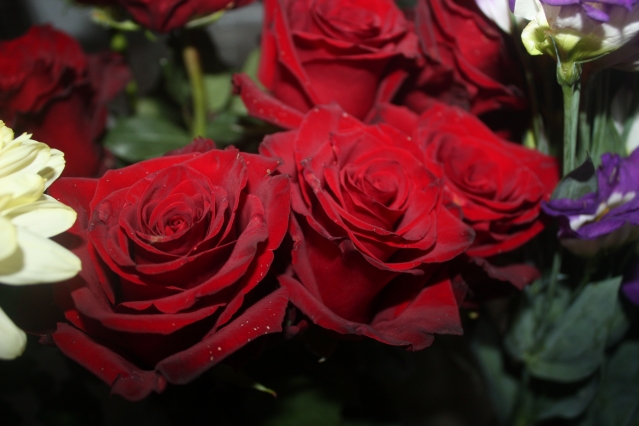 Шоу роз в Англии – праздник любимого цветка
